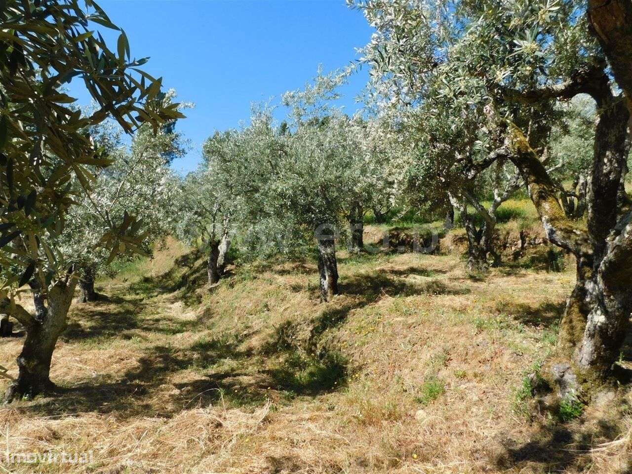 Terreno / Fundão, Silvares - Grande imagem: 5/9