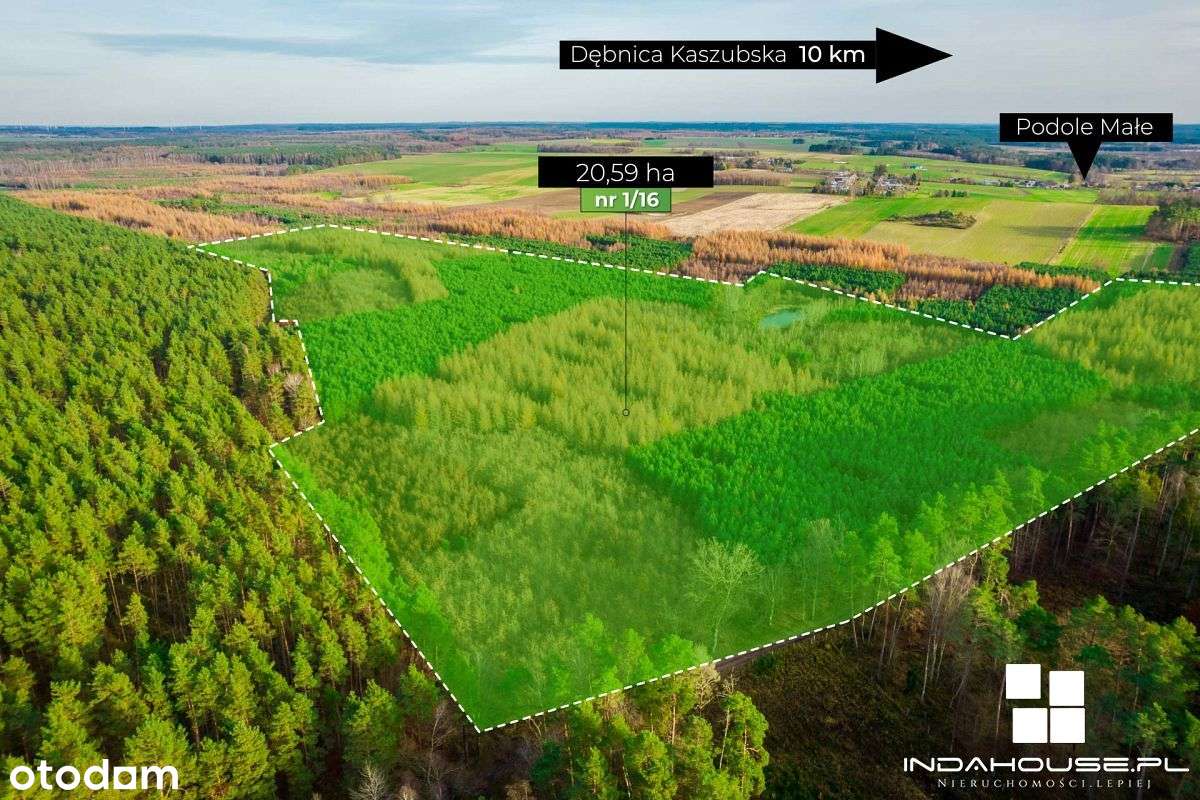 Las. Zainwestuj w swoją przyszłość. - Pełny obrazek: 1/12