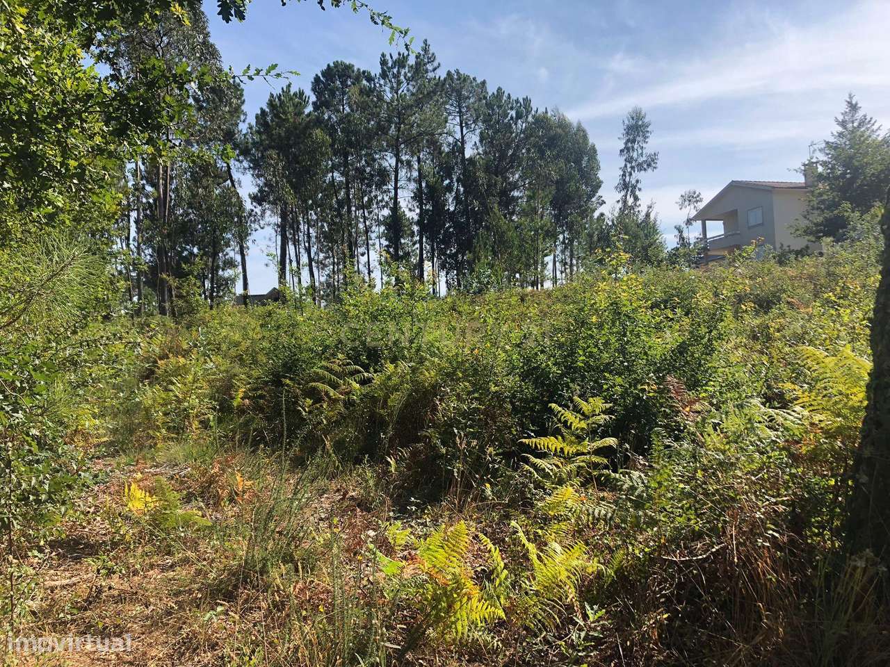 Terreno Rústico à Venda em Braga, Esposende - 60.000€ - Grande imagem: 3/9