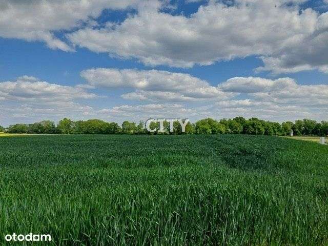 Promocja na jedną działkę/budowlana/gmina Borów - Pełny obrazek: 5/8