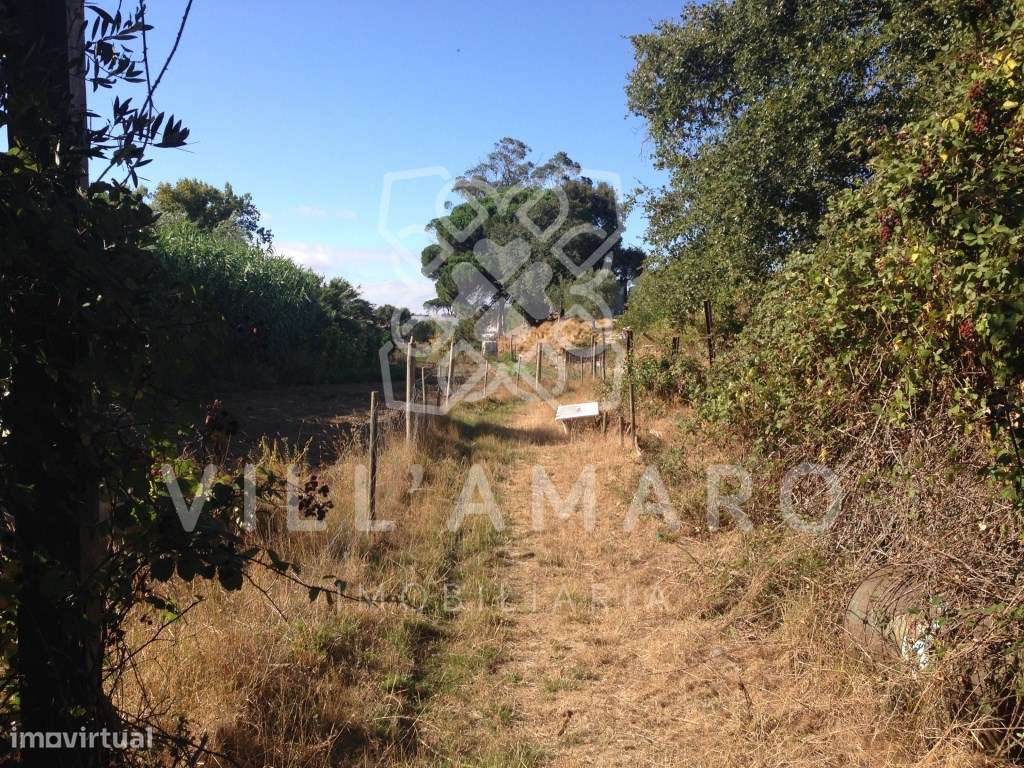 Terreno, rústico, na Póvoa da Galega - Grande imagem: 2/5
