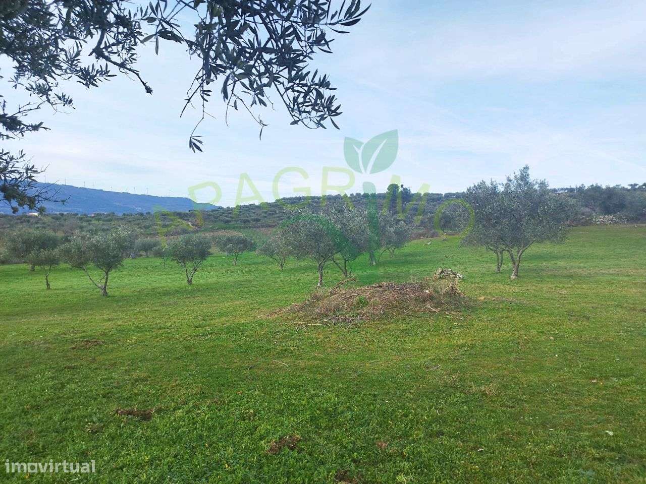 Terreno rústico com olival e vinha em Riodades - Grande imagem: 5/13