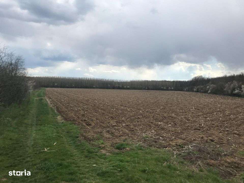 Teren 7500 m² de vanzare in Ciolpani-2