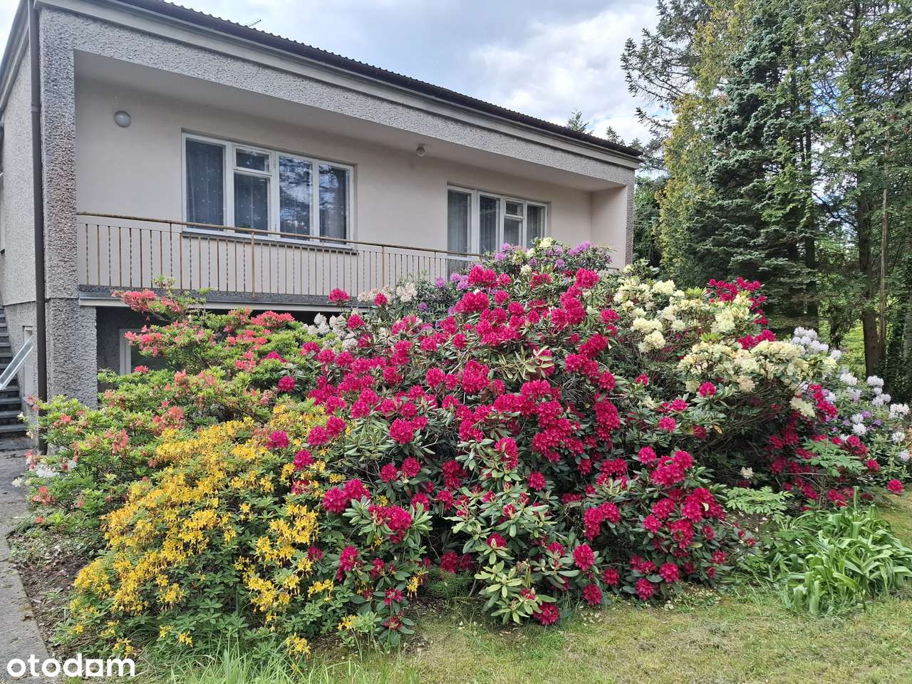 Sprzedam dużą działkę z domem do remontu / Zalesie Dolne (Piaseczno)