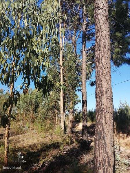 Terreno florestal com boa localização em Nelas - Grande imagem: 5/10