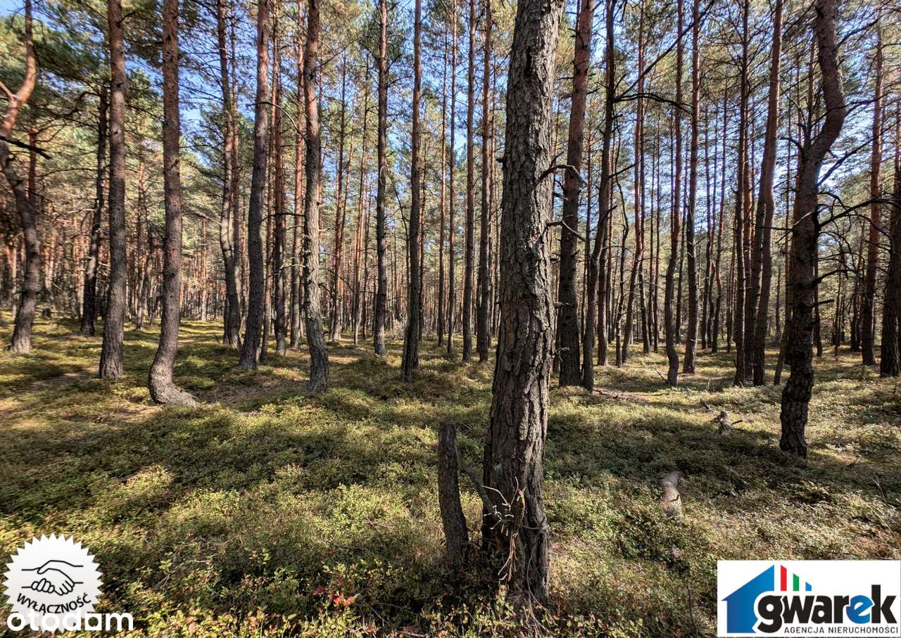 Prostokątna Działka Leśna, 15420 m2, Zederman-3