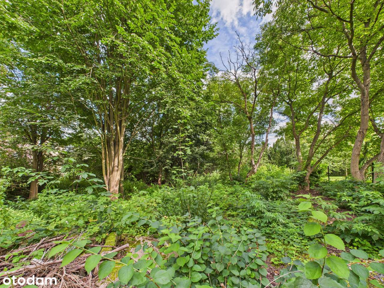 Zielona Działka z Własnym Źródłem i Stawikiem w Świetnej Lokalizacji!-14