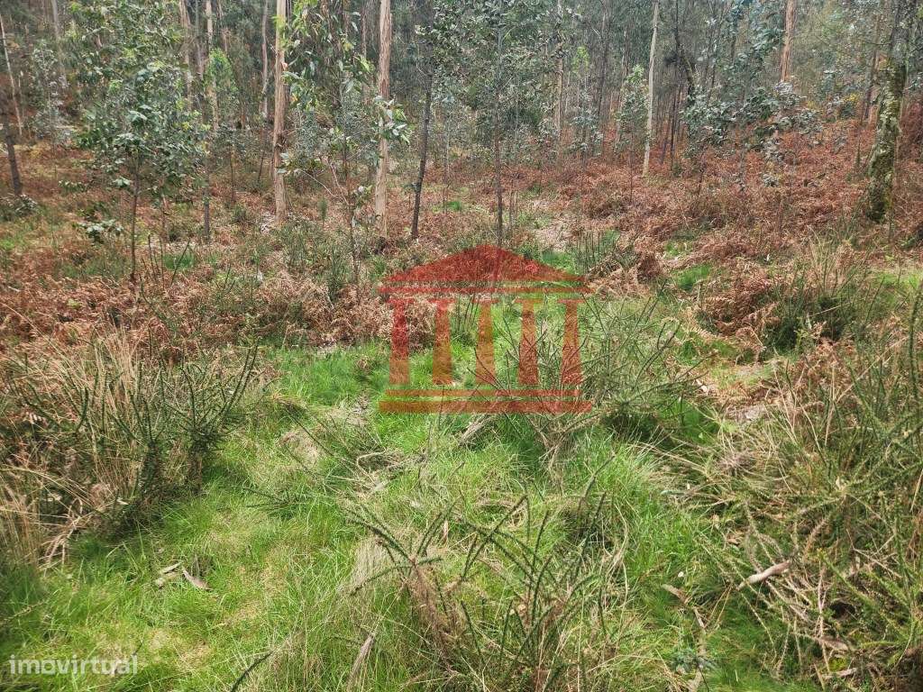 TERRENO RÚSTICO - BOUÇA - ALHEIRA - BARCELOS - Grande imagem: 4/4