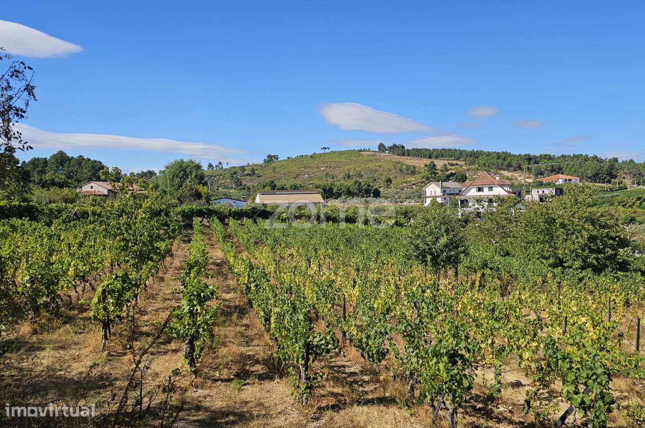 Terreno Rústico Urbanizavel – Presandães, Alijó-5