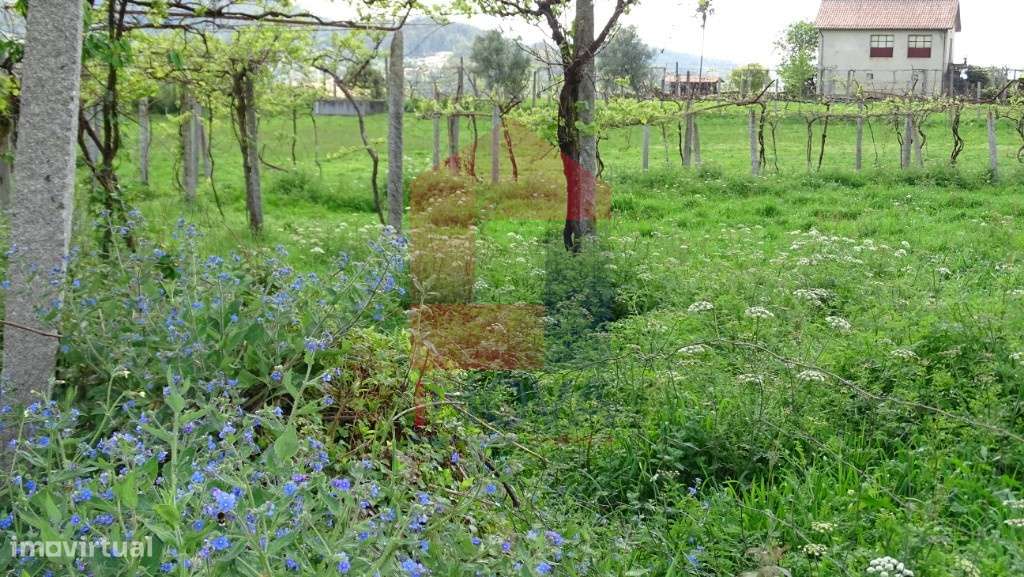 Terreno agrícola, Pedregais - Grande imagem: 5/11