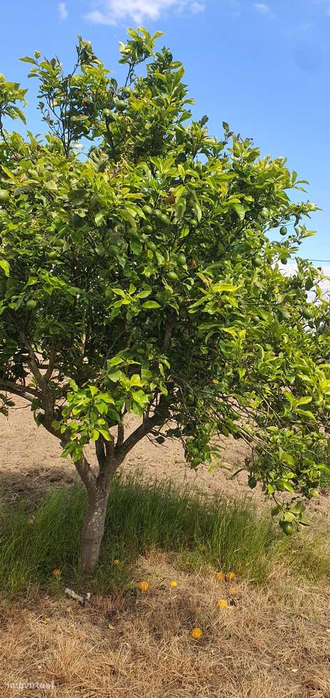 Quinta  5000m2 Viver no Campo Com a Cidade Por Perto Passil Alcochete-5
