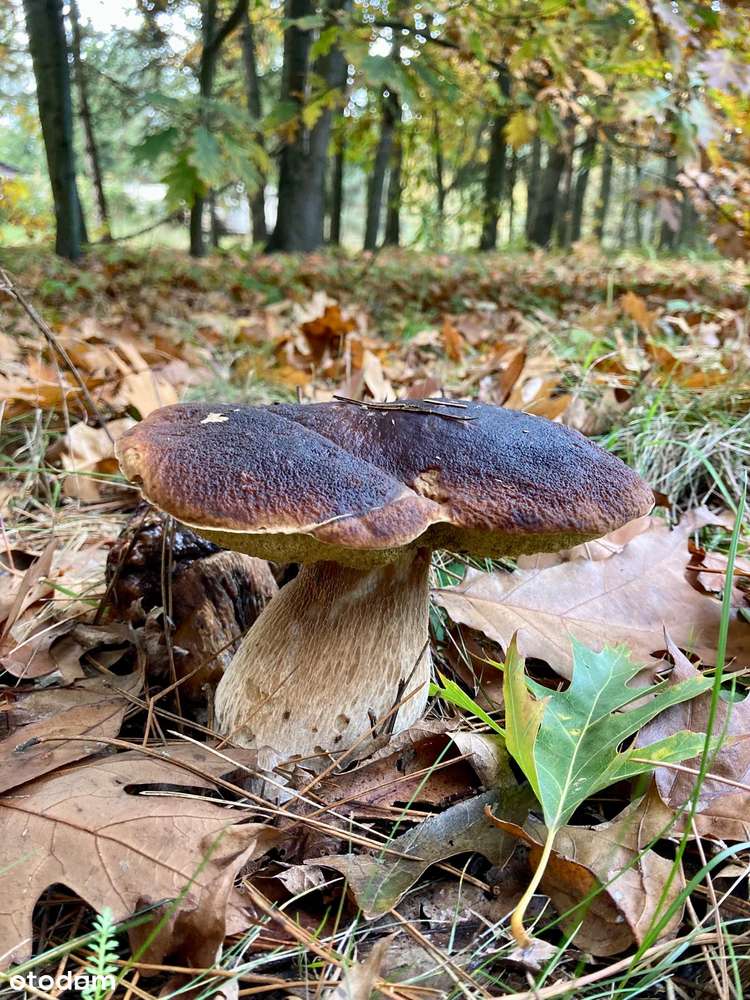 Kameralne działki leśne z wygodnym dojazdem – Bystrzyca - Pełny obrazek: 5/7