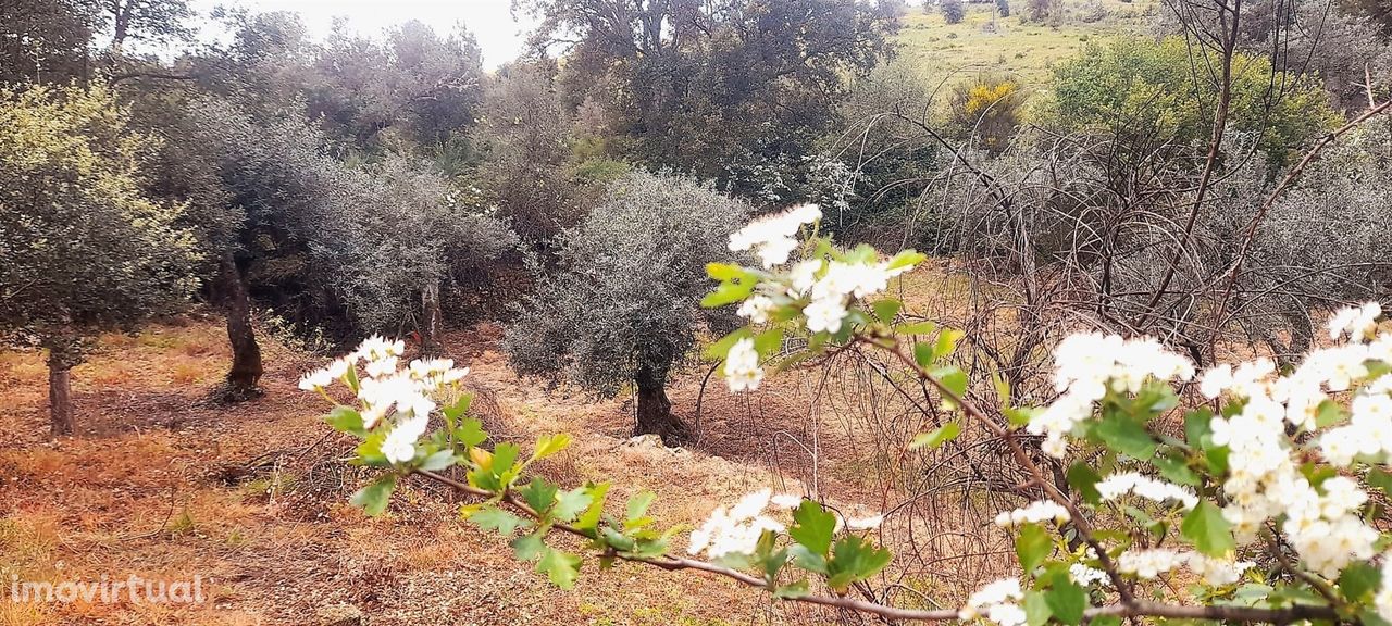 Terreno Rústico - 1560m2 - Poço - Ribeiro Sazonal