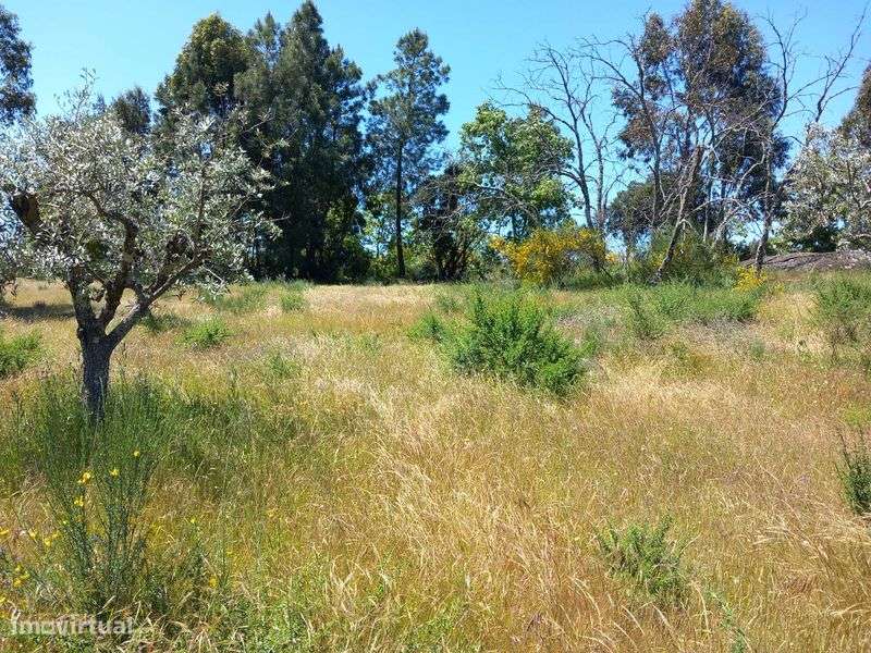 Vende-se quinta c/casa em Orca-Fundão - Grande imagem: 5/8