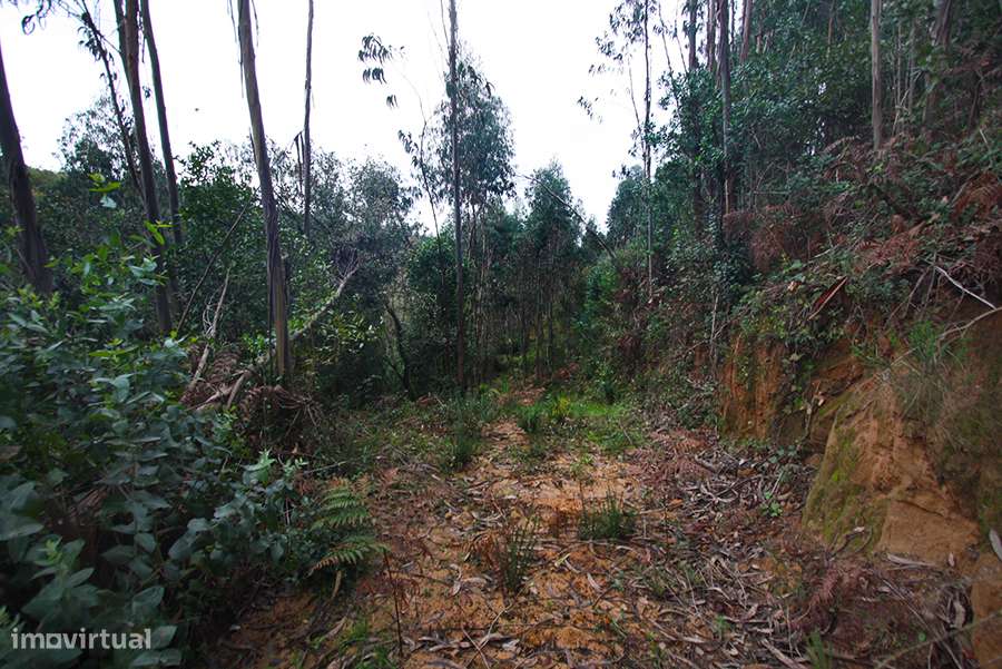 Grande propriedade, com floresta e 2 ruínas, Fraldeu, Óbidos-23