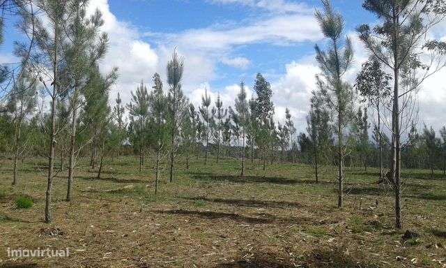 Terreno com 5000m2 em Ribeira do Fárrio, Camarões, Concelho de Ouré - Grande imagem: 5/9