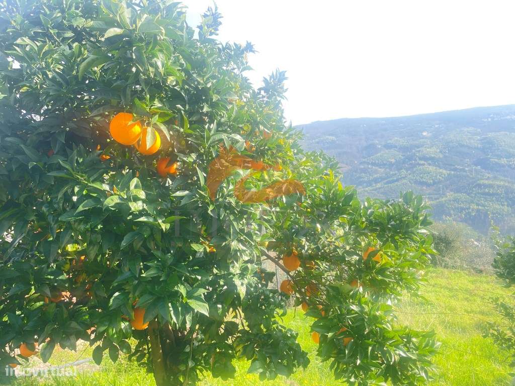 Quinta de S. Pedro em Penalva do Alva, Oliveira do Hospital-9