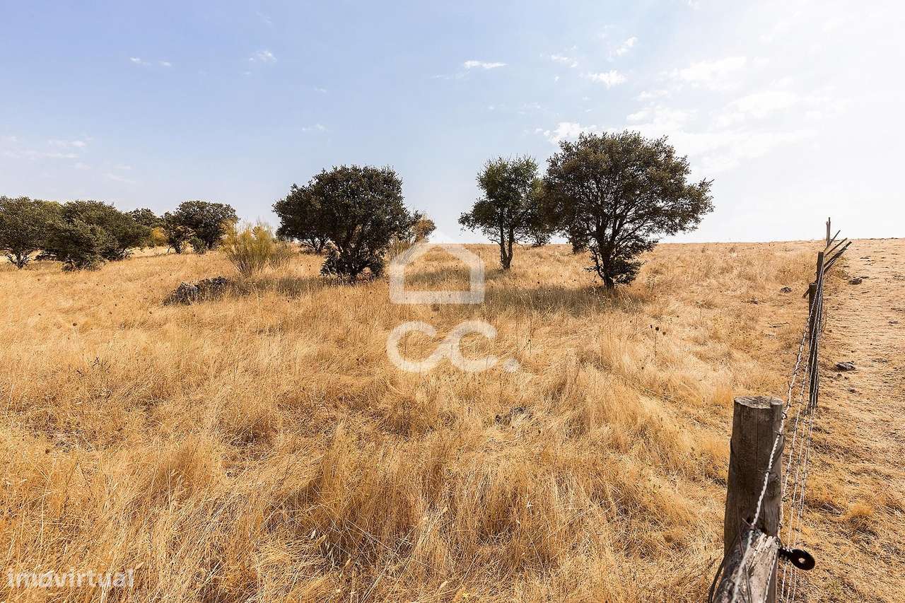 Terreno Rústico de 1,9 ha para Exploração Agrícola | Reguengos de Mons - Grande imagem: 4/13