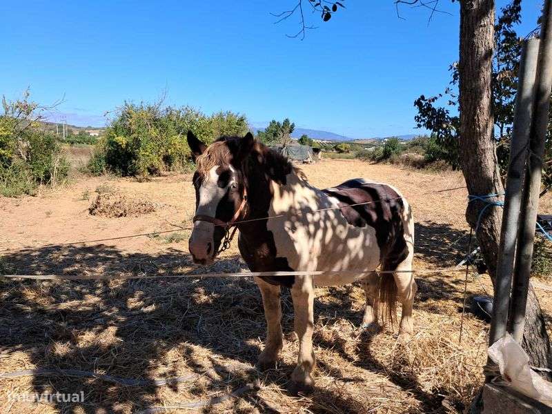 Odiaxere,Quinta 4440 m2 ,casa, horta, estábulos,300m lojas e Cafe - Grande imagem: 4/12