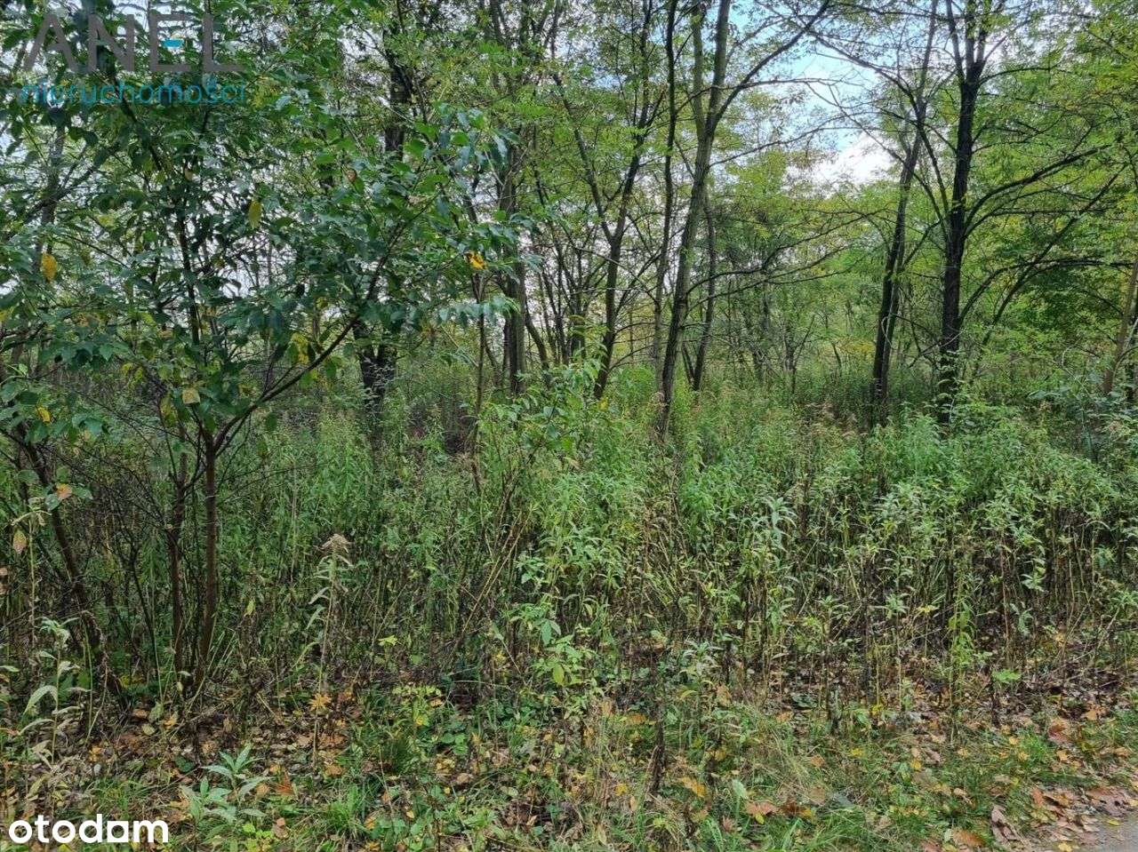 Teren przy A4 i lesie- Ruda Śląska- Halemba - Pełny obrazek: 4/6