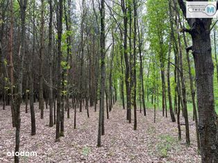 Działka Leśna Na Sprzedaż - Atrakcyjna Cena