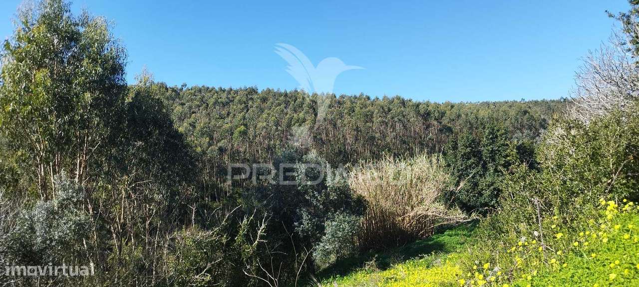 Terreno Rústico em Matacães (Torres Vedras) - Grande imagem: 5/5