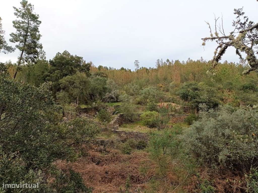 Terreno rústico com 2000 m2 a 7 km de Castelo Branco - Grande imagem: 4/11