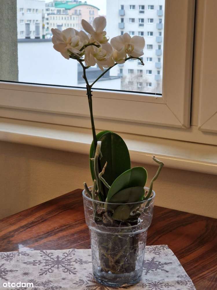 Trzypokojowe w centrum za 789000 - Pełny obrazek: 4/12