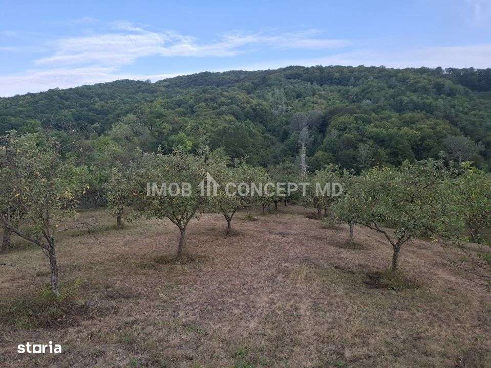 Teren spectaculos cu padure, livada si priveliste panoramica in Soimar-11