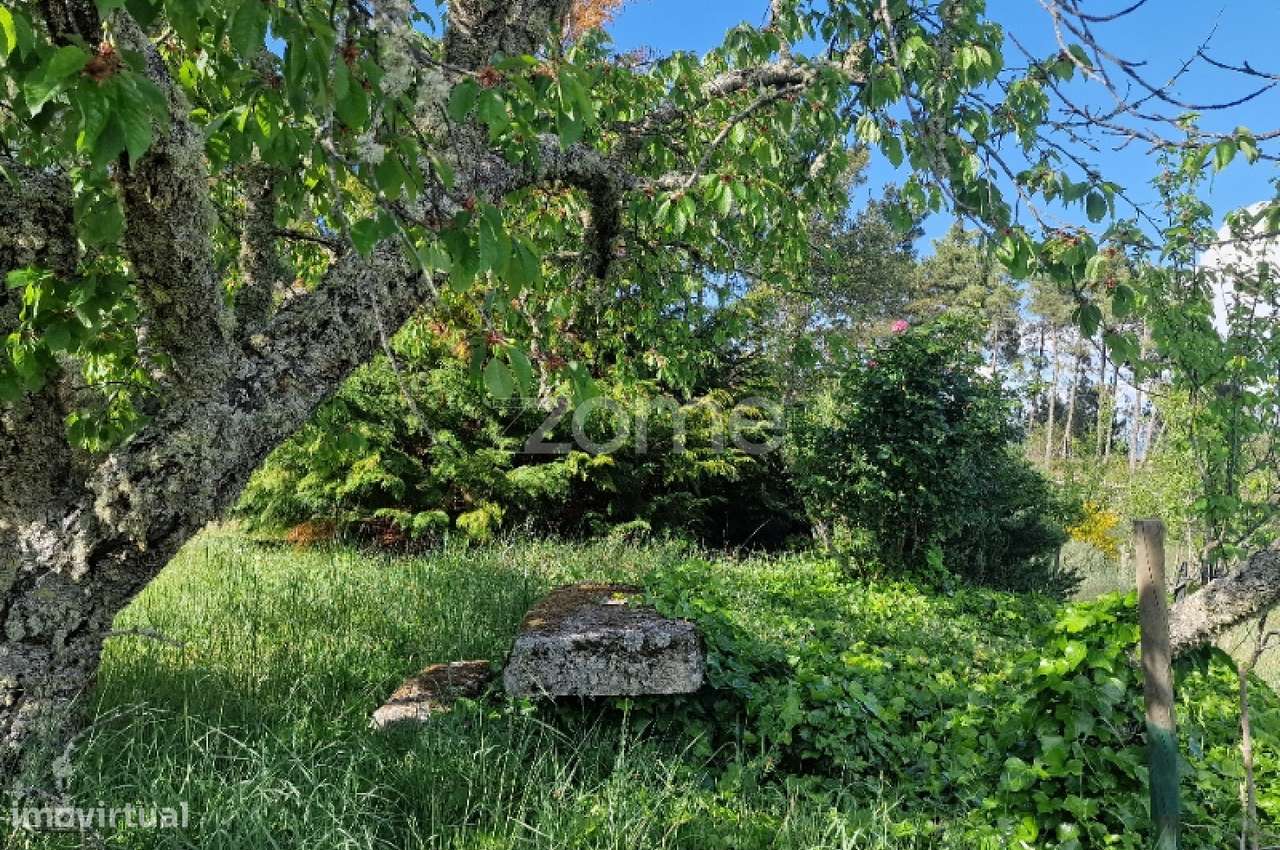 VENDA DE DOIS PRÉDIOS RÚSTICOS – Pegarinhos , Alijo - Grande imagem: 5/30