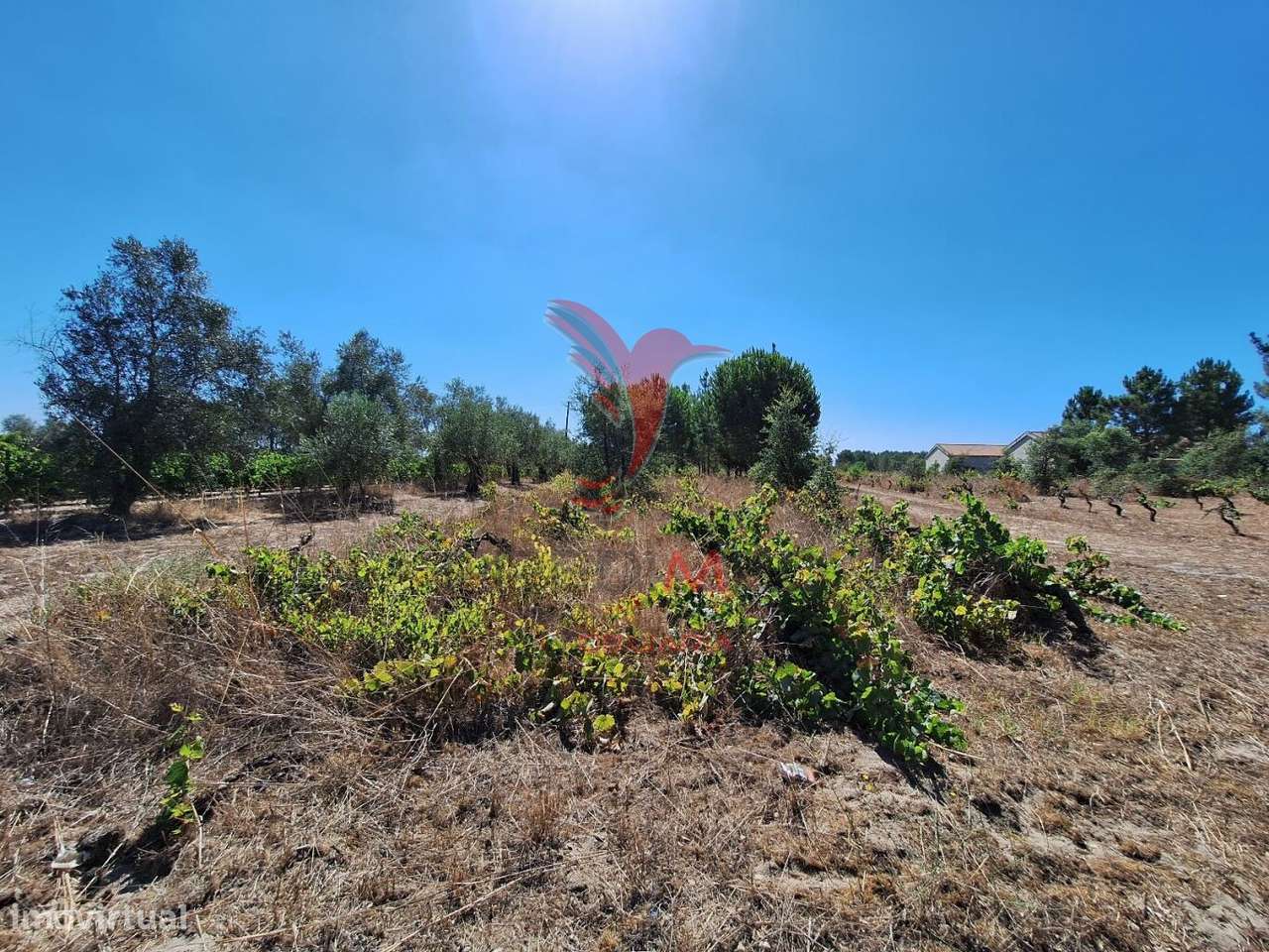 Terreno rústico, situado no Alto do Vale de Santarém - Grande imagem: 4/16