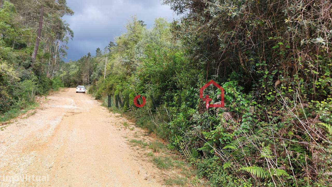Terra de Mato com Oliveiras e Azinheiras - Grande imagem: 4/5