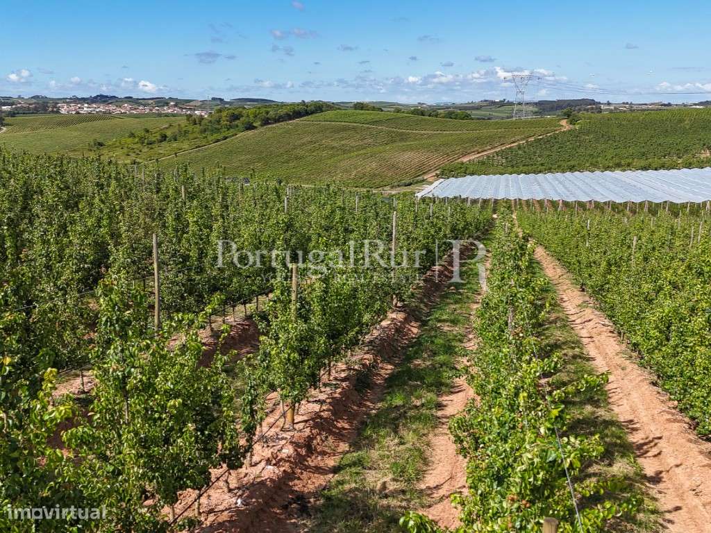Exploração Agrícola com 37 ha e produção de Pera Rocha no Cadaval-45