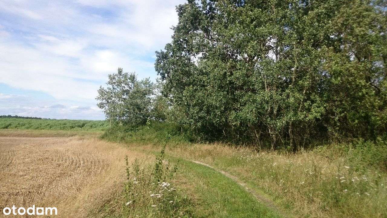 Ładne działki, las, jezioro-Nienawiszcz-PROMOCJA!!-13