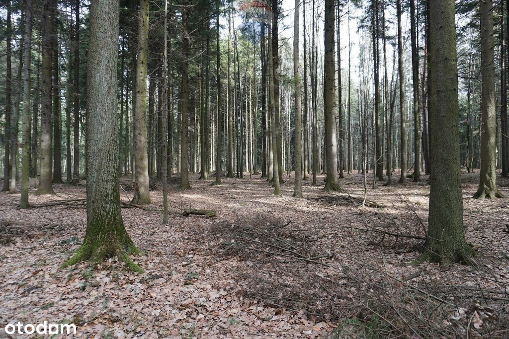 Działka leśna Budzów, Małopolskie