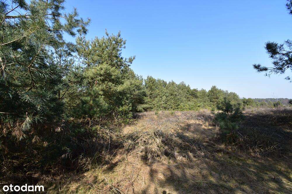 1,6 ha, z WZ, blisko jezior - Pełny obrazek: 4/11