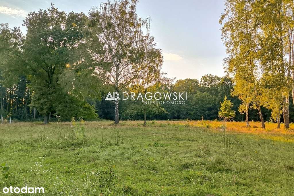 Duża działka w leśnej okolicy, Musuły, Żabia Wola-2