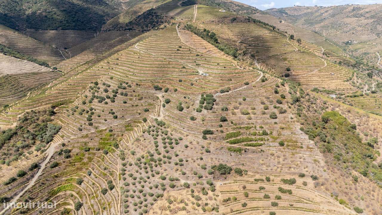 São João da Pesqueira - Vinha para a produção de vinho à venda na Regi - Grande imagem: 5/28
