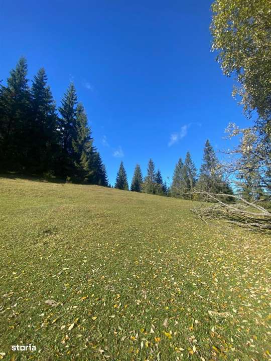 Teren extravilan la Poiana Horea - Belis - 16.000 mp-5