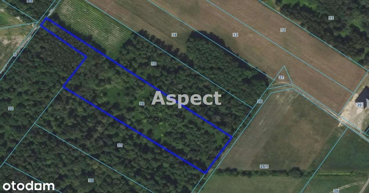 Działka z lasem - Pełny obrazek: 3/9