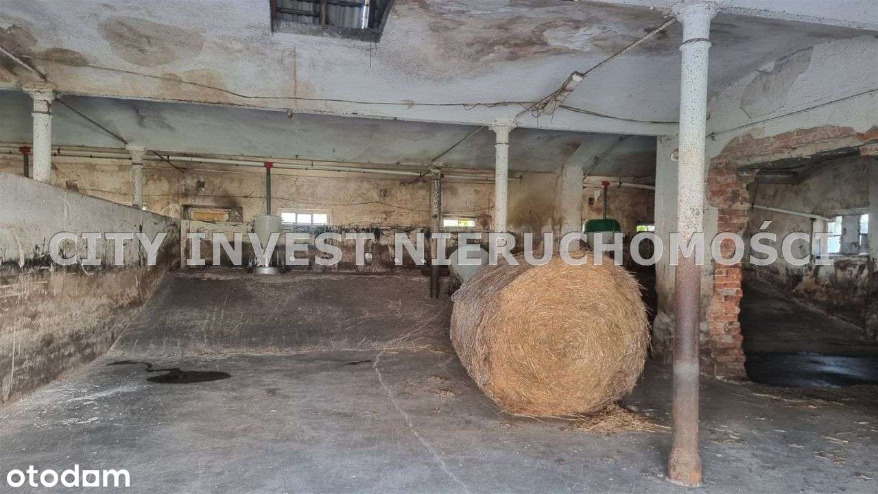 Hala/Magazyn, 20 000 m², Psarskie - Pełny obrazek: 5/16