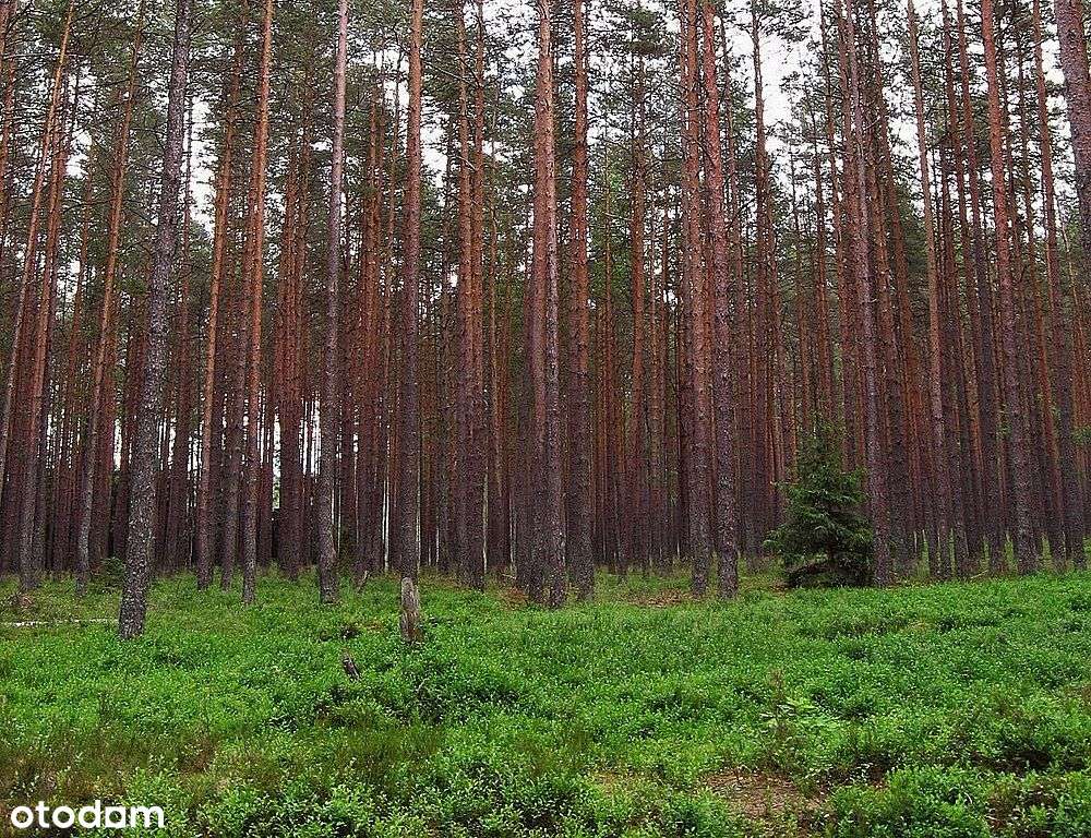 Sprzeedam las 3,1 h - las sosnowy , olcha 50 lat - Pełny obrazek: 2/2