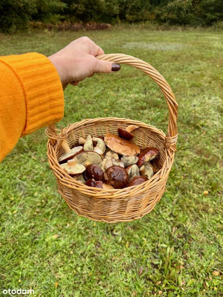 Działka pod lasem-2