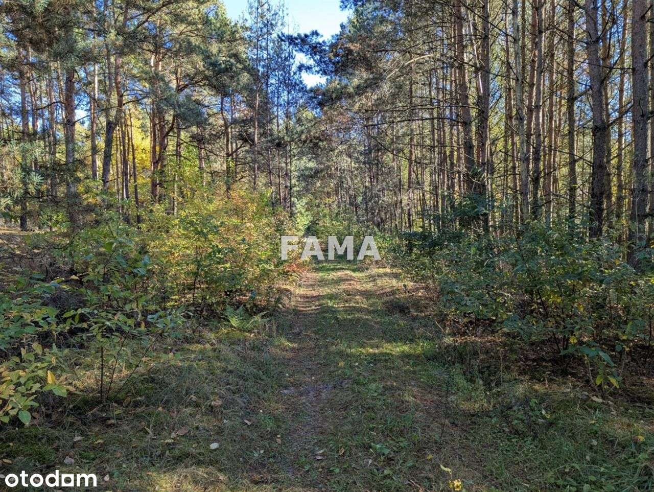 Działka 3,87 ha, Lisek, gm. Fabianki, asfalt-6