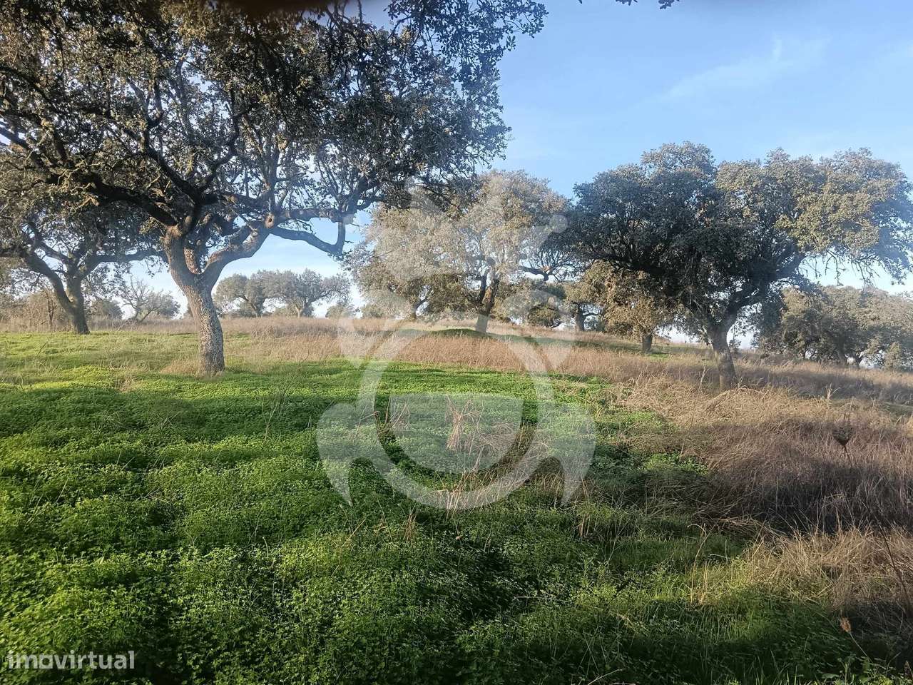 Terreno/Olival - Grande imagem: 4/33