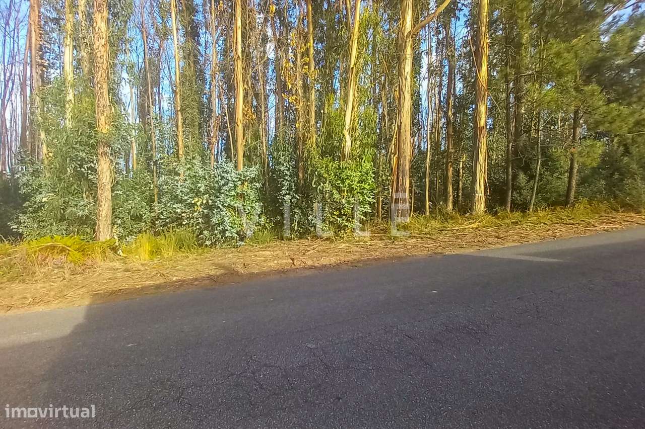 Terreno rústico à Venda em Macinhata do Vouga - Grande imagem: 5/8