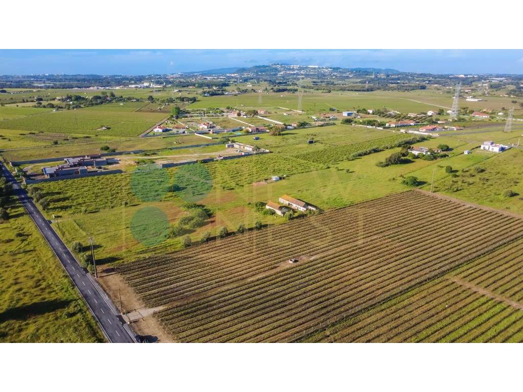 Quintinha com 6.688m ² e ruína para reconstrução | Arraiados, Pinha...-8