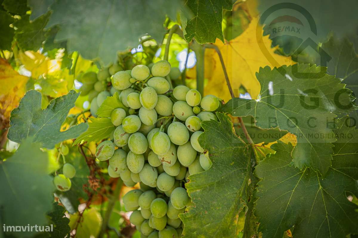 Quinta com 1,425 ha em Redondo-12