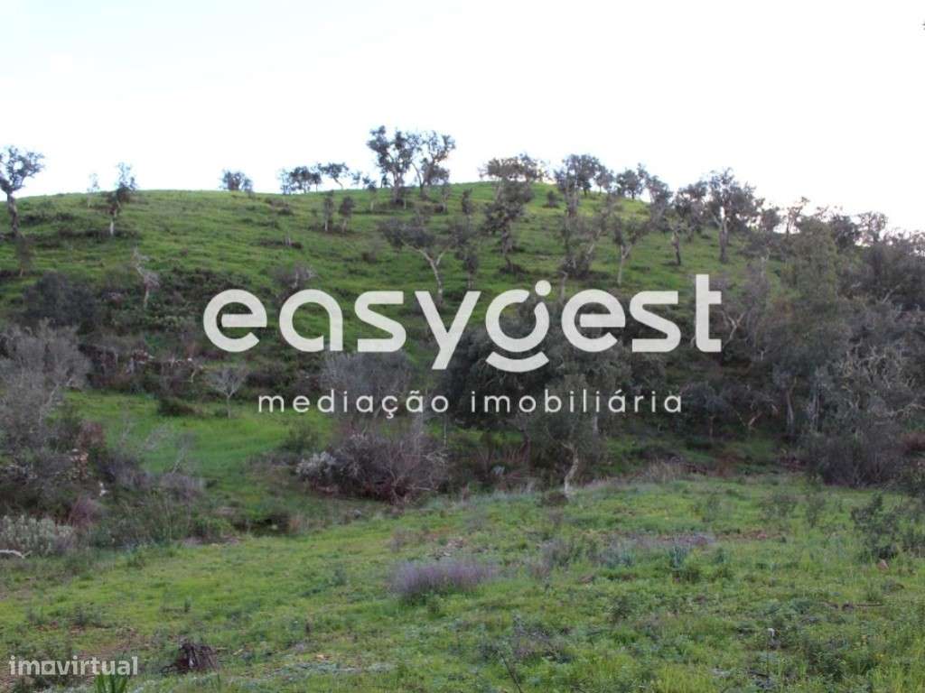 Terreno Rústico com 6.5ha em Montado de Sobreiro c/ eletricidade - Grande imagem: 2/14