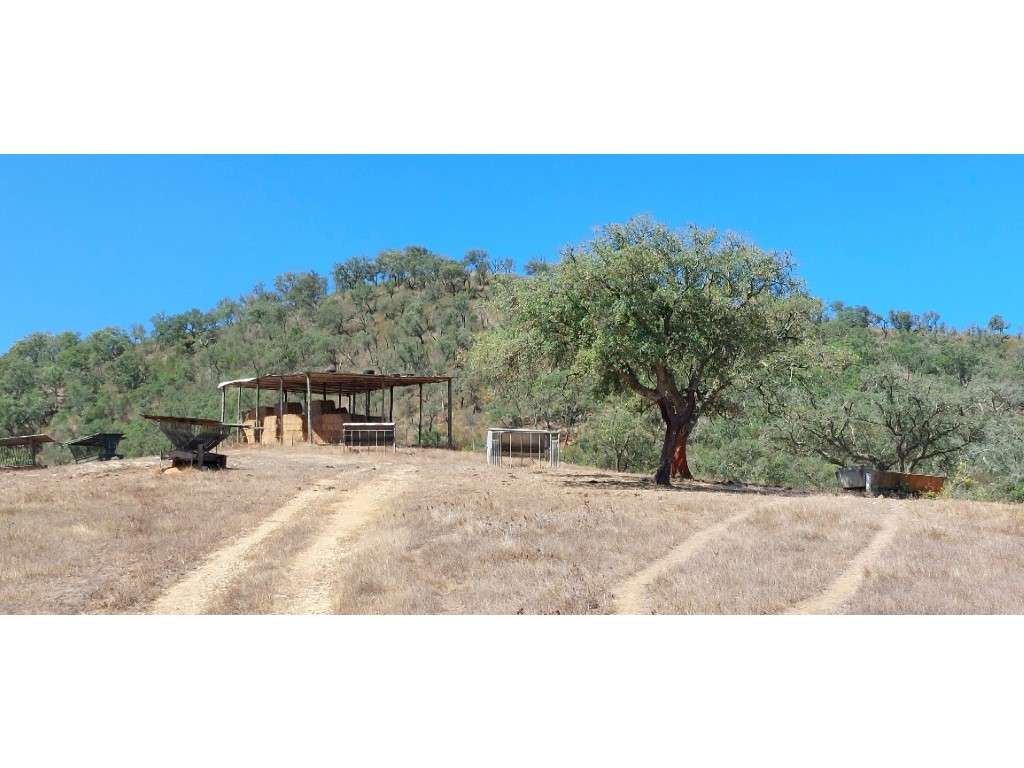 HERDADE 92 ha l Colos-52